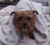 Wet Yorkshire Terrier