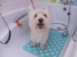 White Yorkshire terrier after washing - Medium