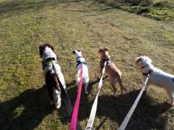 Out for walkies! - Medium